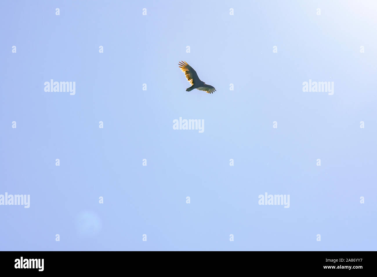 Vulture contro un cielo blu chiaro con sunburst nell'angolo superiore destro. Abbondanza di spazio copia. Foto Stock