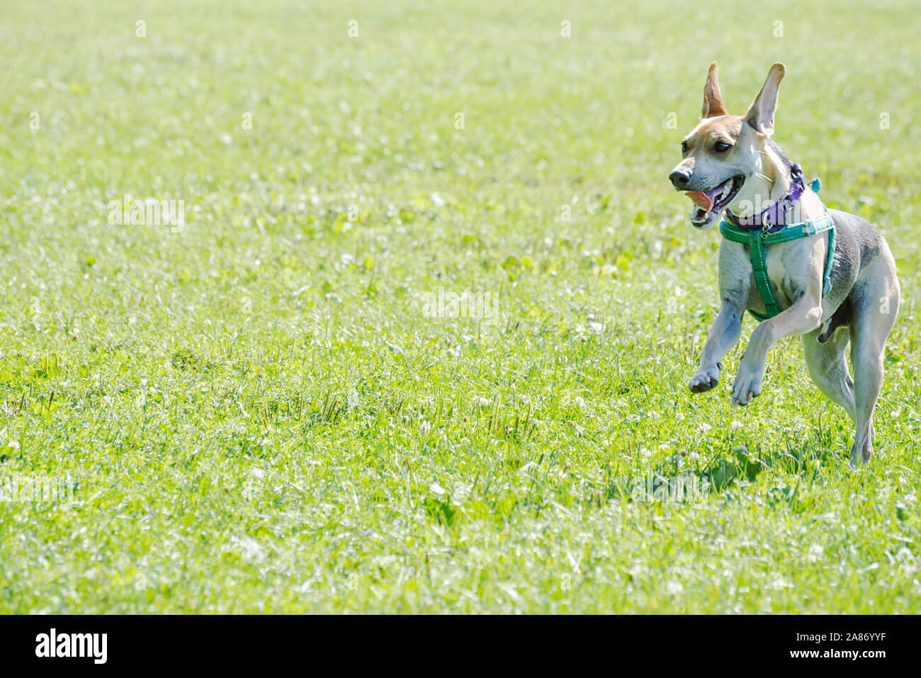 Un cane beagle terrier mix acceso tramite l'erba a dog park. Cane sulla destra con un sacco di spazio copia sulla sinistra. Foto Stock