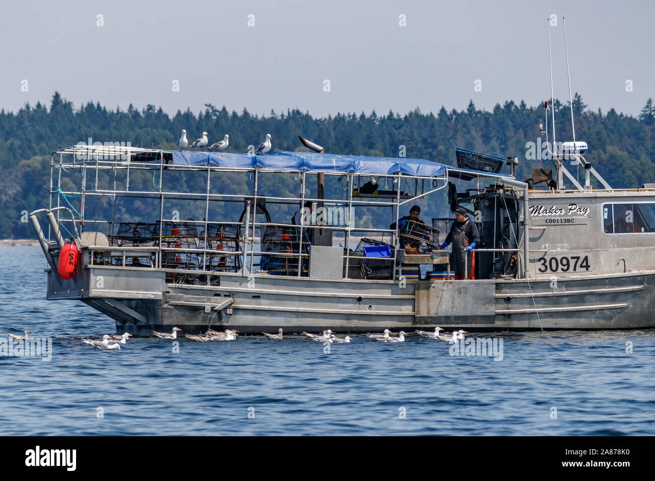 Con i gabbiani ansiosamente guardando, tre pescatori lavorano in un commerciale della pesca di gamberi in British Columbia. Un uomo guarda mentre una seconda scarica una trappola. Foto Stock