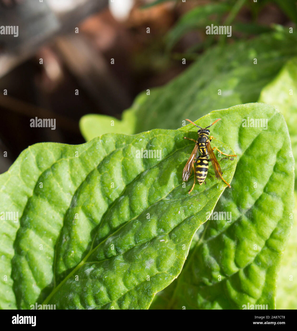 Giallo Carta Europea Wasp- classe Insecta, Order-Hymenoptera ,Family-Vespidae ,genere- Polistes ,specie- dominulus alimentare su Capo di uva spina . Foto Stock