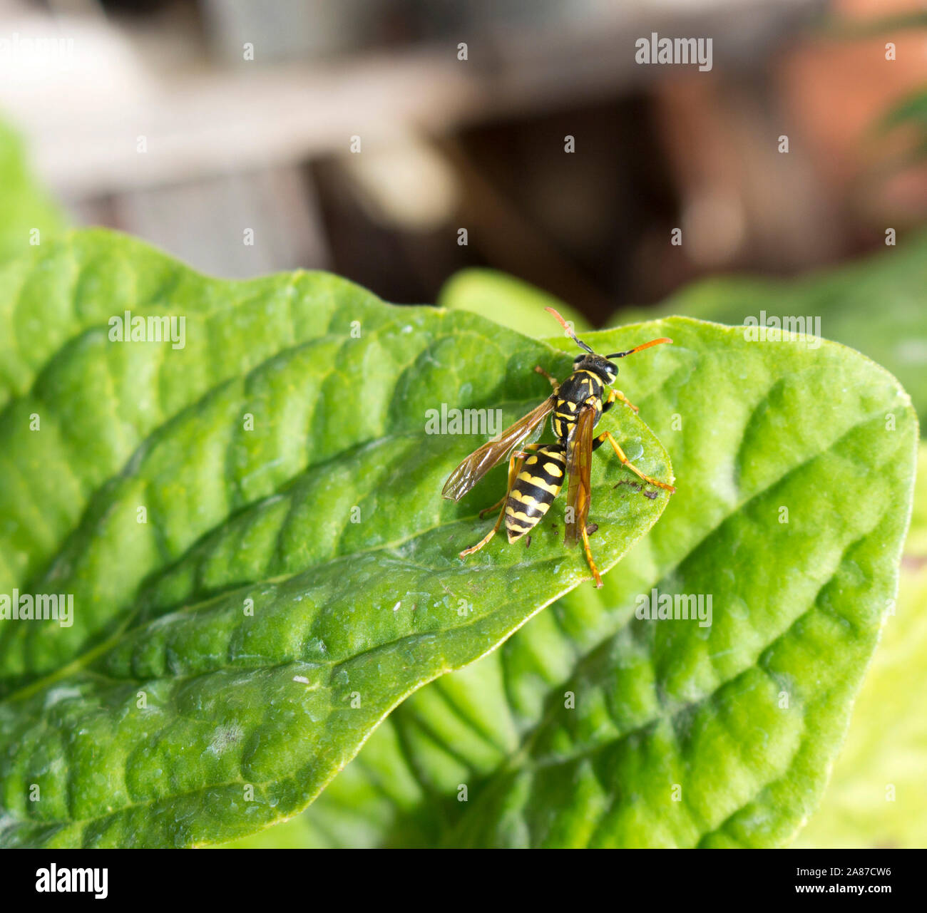 Giallo Carta Europea Wasp- classe Insecta, Order-Hymenoptera ,Family-Vespidae ,genere- Polistes ,specie- dominulus alimentare su Capo di uva spina . Foto Stock