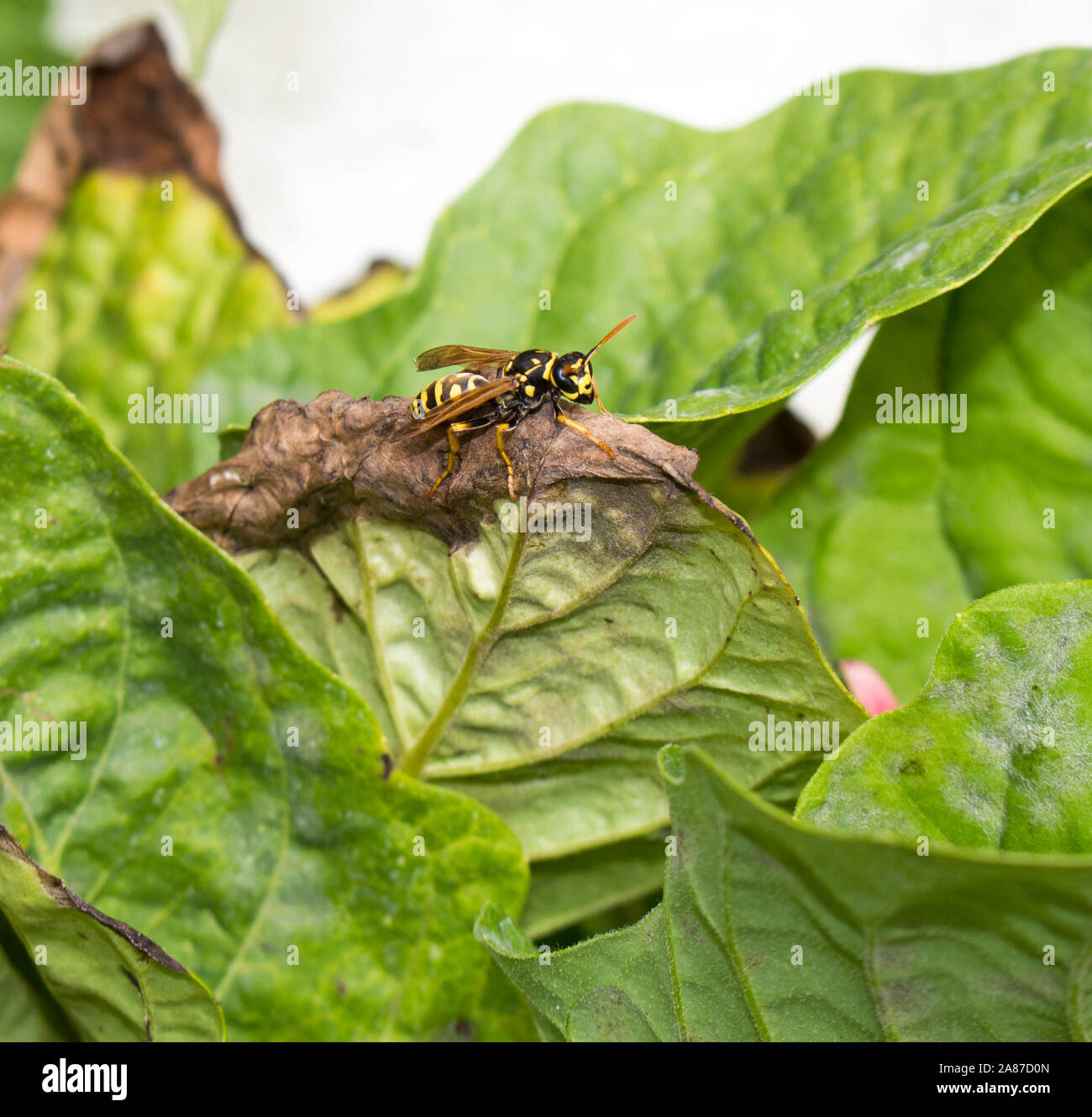 Giallo Carta Europea Wasp- classe Insecta, Order-Hymenoptera ,Family-Vespidae ,genere- Polistes ,specie- dominulus alimentare su Capo di uva spina . Foto Stock