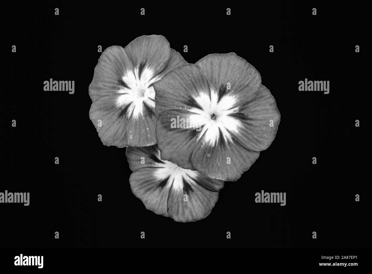 Tre fiori nella versione in bianco e nero su nero di massa posteriore Foto Stock