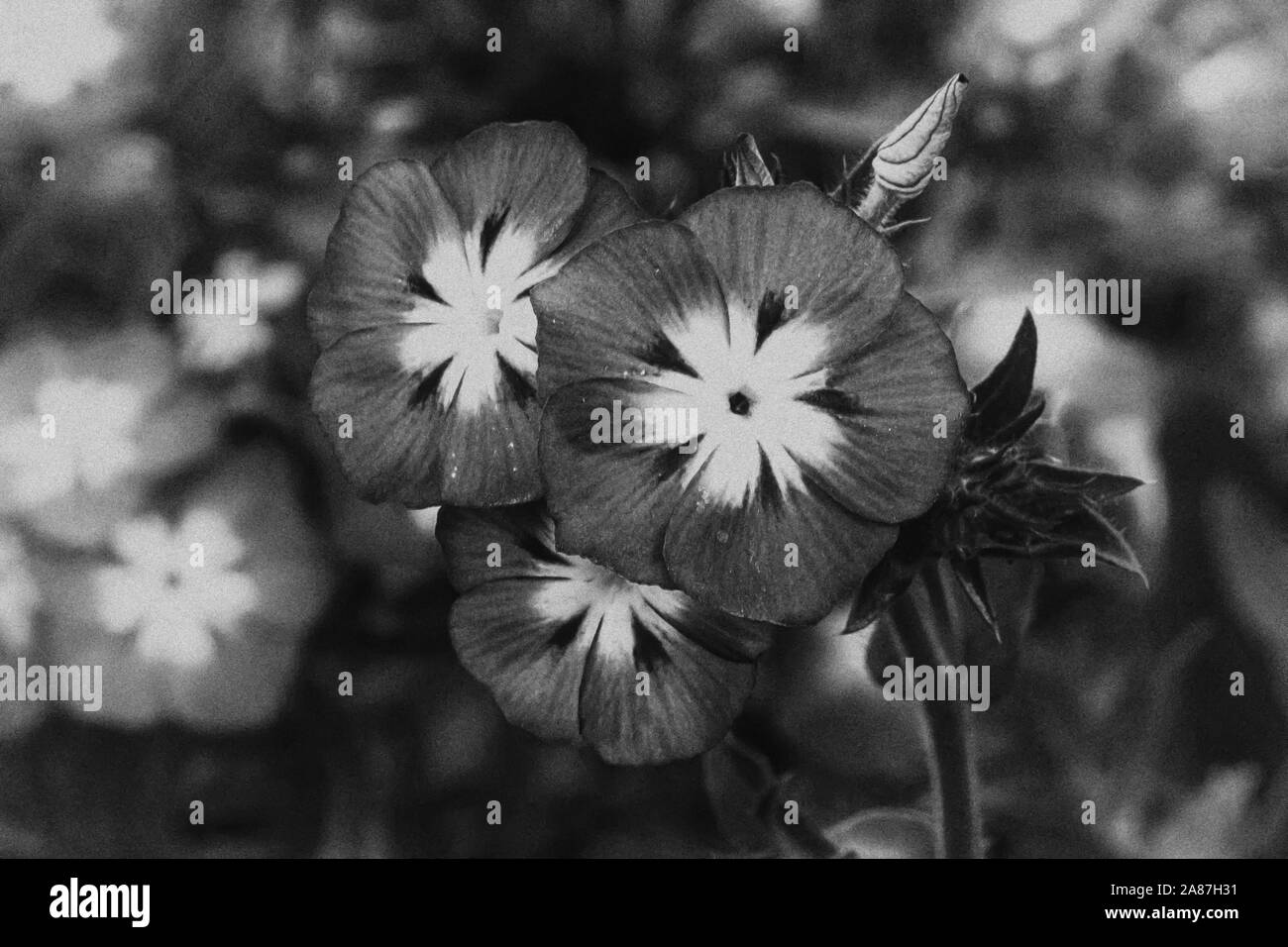 Una vista di tre fiori nella versione in bianco e nero Foto Stock