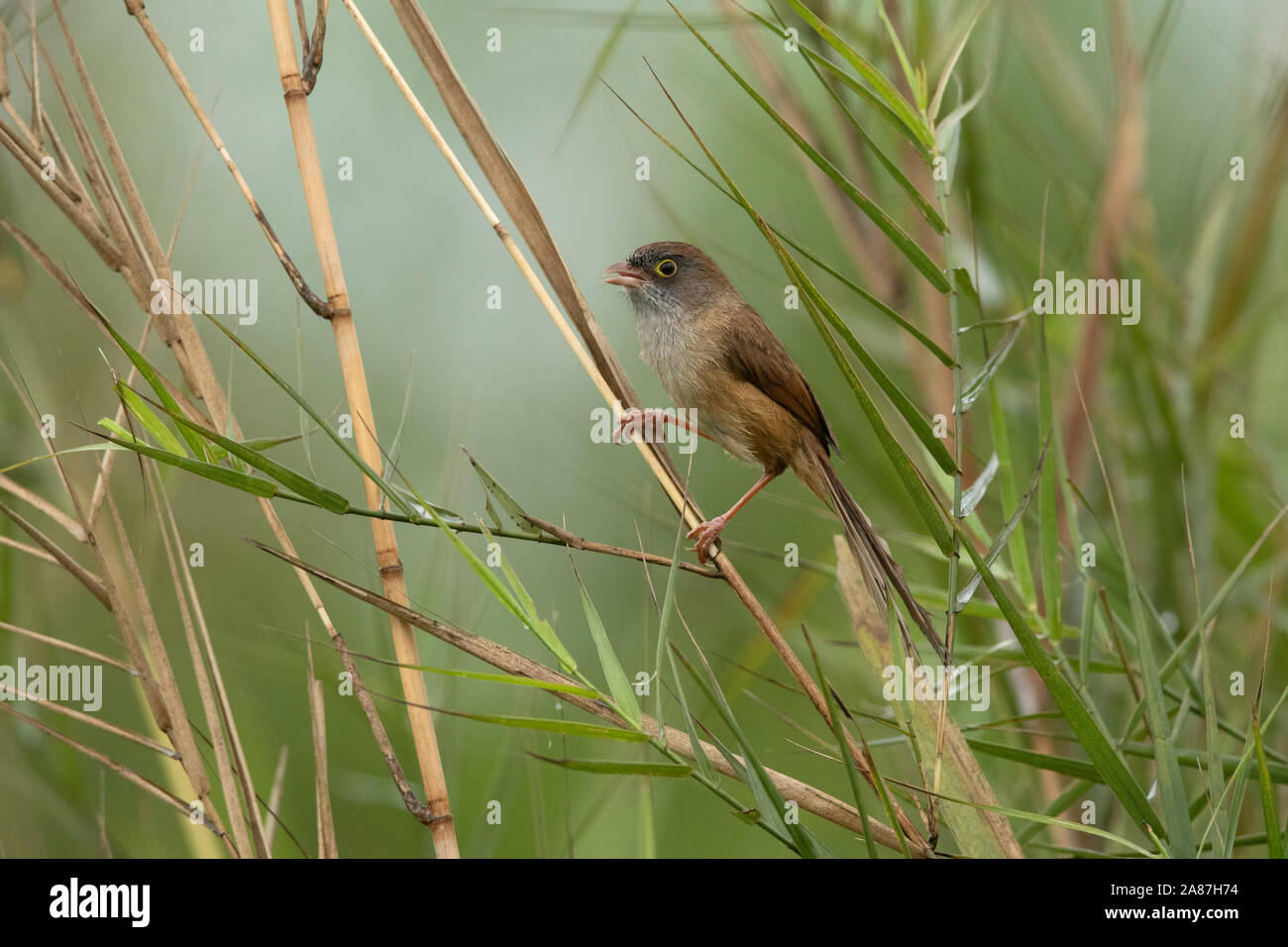 Il babbler di Jerdon, Chrysomma altirostre, Maguri, Beel, Assam, India. RARO. Può essere trovato in Punjab, Uttar Pradesh e parti di Assam Foto Stock