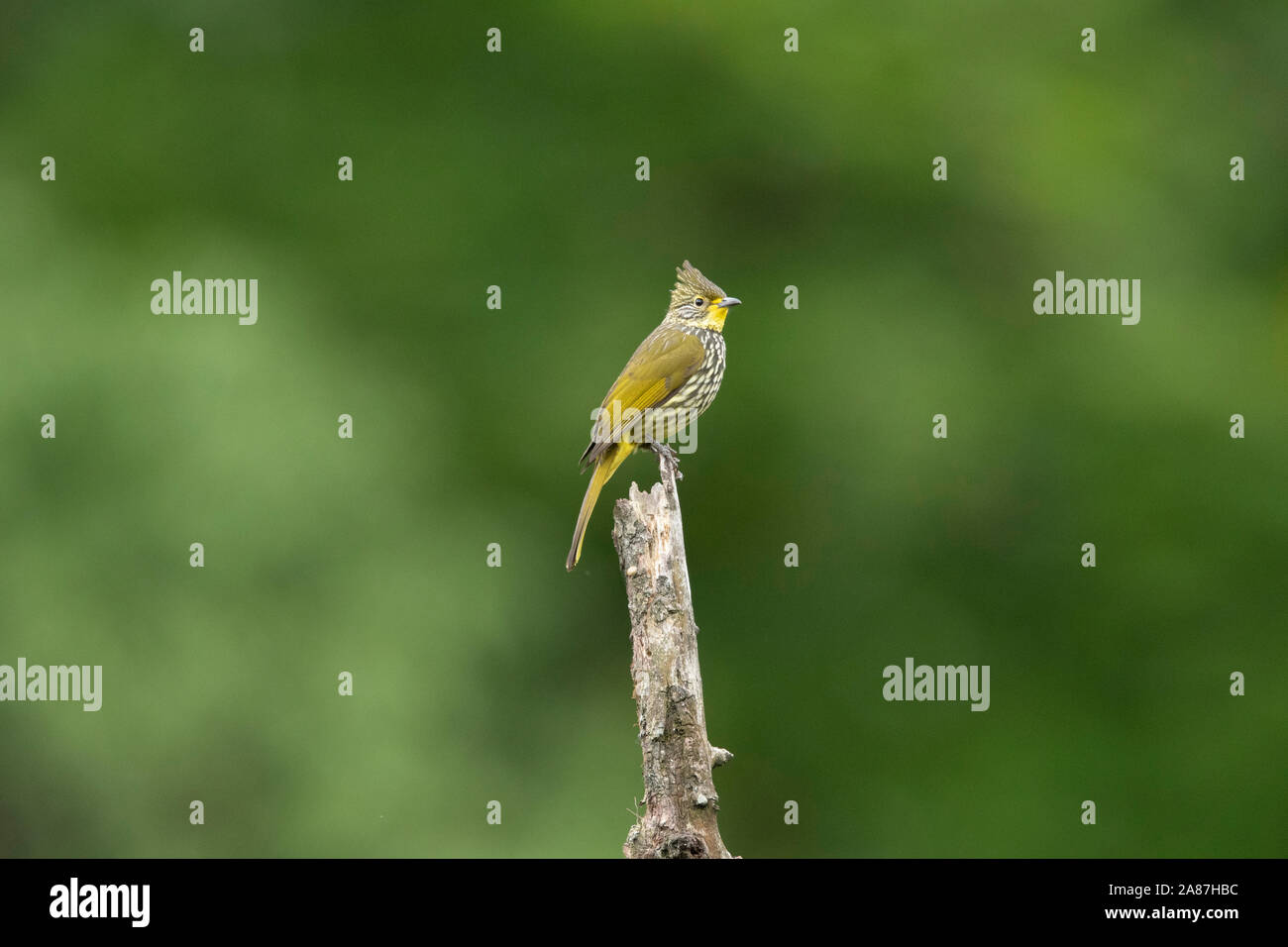 Bulbul striato, Pycnonotus striatus, Mishmi colline, Arunachal Pradesh, India Foto Stock