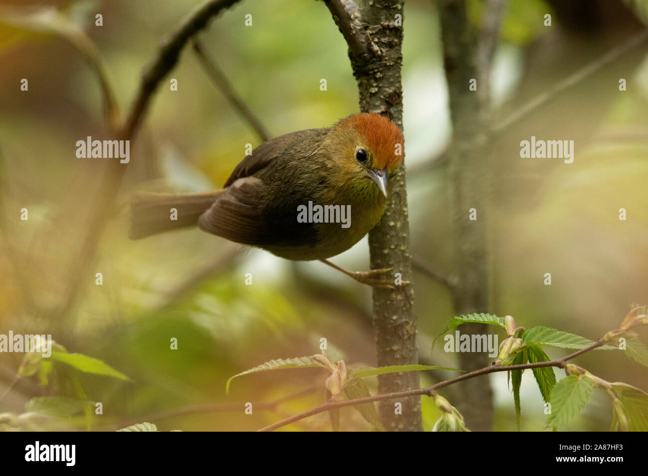 Rufous-capped Babbler, Stachyridopsis ruficeps, Mishmi colline, Arunachal Pradesh, India Foto Stock