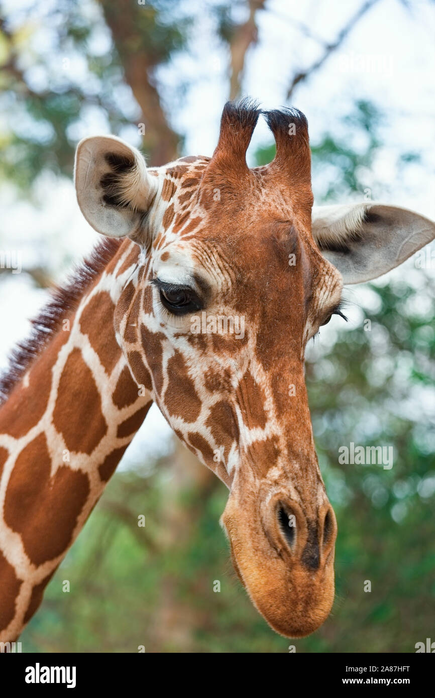 Ritratto di una giraffa su uno sfondo di alberi Foto Stock