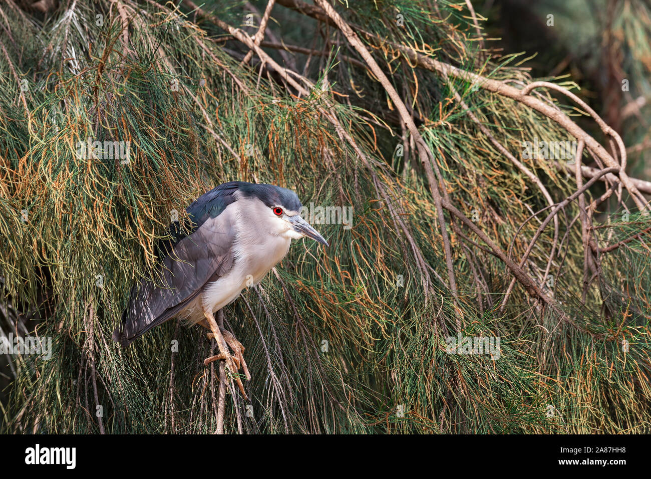 Uccello Dorminhoco ritratto in rami di alberi Foto Stock