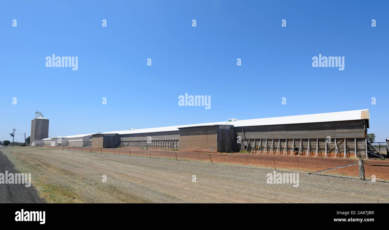 Vista laterale di un silo Graincorp, vicino Dalby, Queensland, QLD, Australia Foto Stock