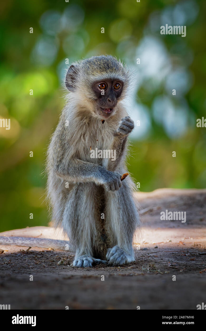 Vervet Monkey - Chlorocebus pygerythrus scimmia del Vecchio Mondo della famiglia Cercopithecidae nativa per l'Africa, molto simile a malbrouck (Chlorocebus cynosu Foto Stock