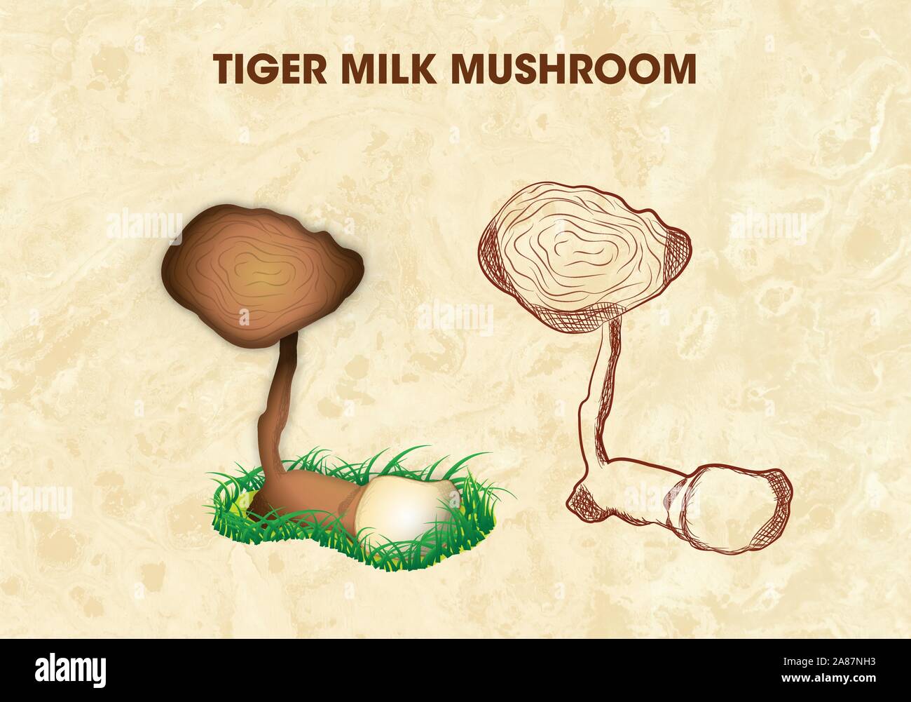 Tiger funghi latte è fungo medicinale Illustrazione Vettoriale