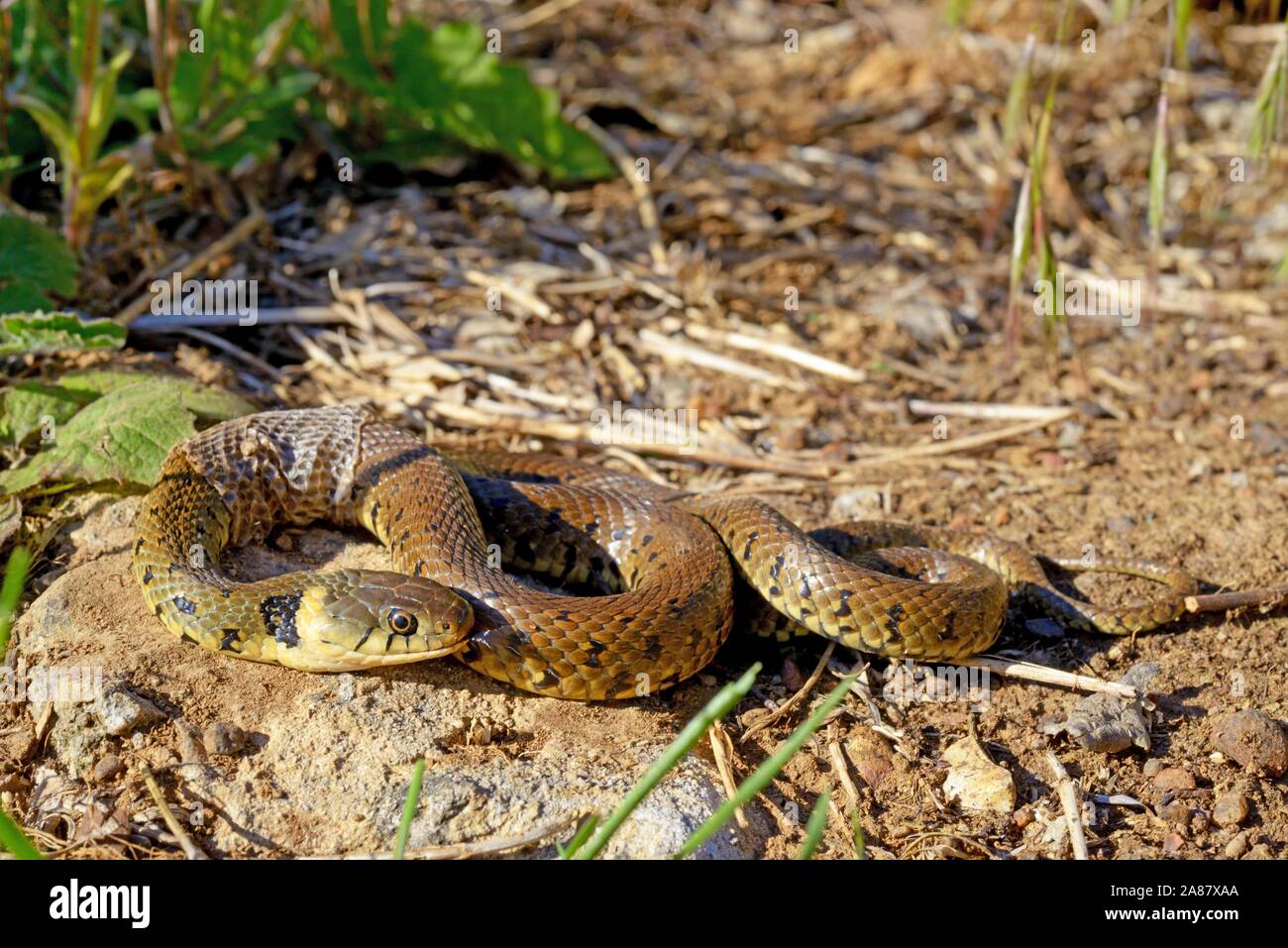 Di inanellare snake (Natrix natrix astreptophora), desquamazione, Poitou, Francia Foto Stock