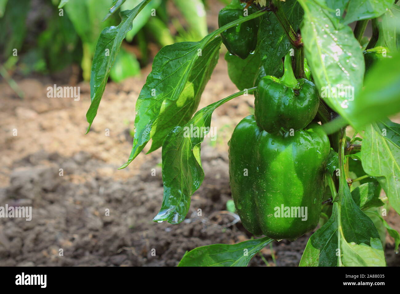 Giovani campana verde paprica crescono nel giardino. Dolce di piante di pepe Foto Stock
