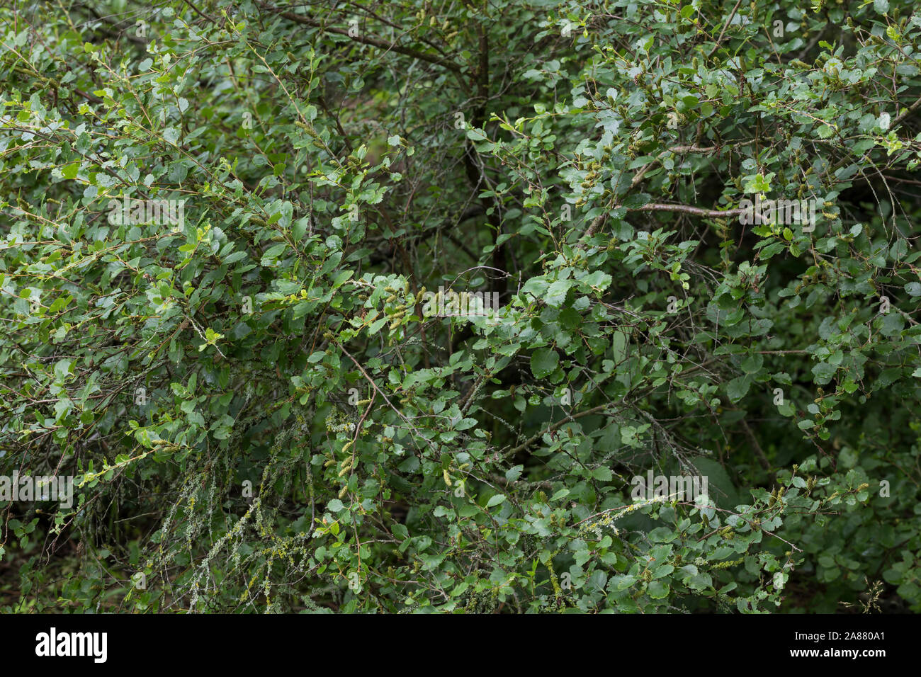 Strauch-Birke, Strauchbirke, Niedrige Birke, Betula humilis arbustivo birch Foto Stock