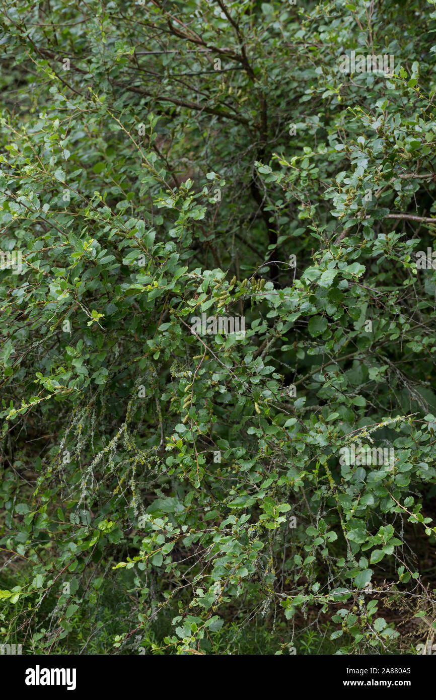 Strauch-Birke, Strauchbirke, Niedrige Birke, Betula humilis arbustivo birch Foto Stock