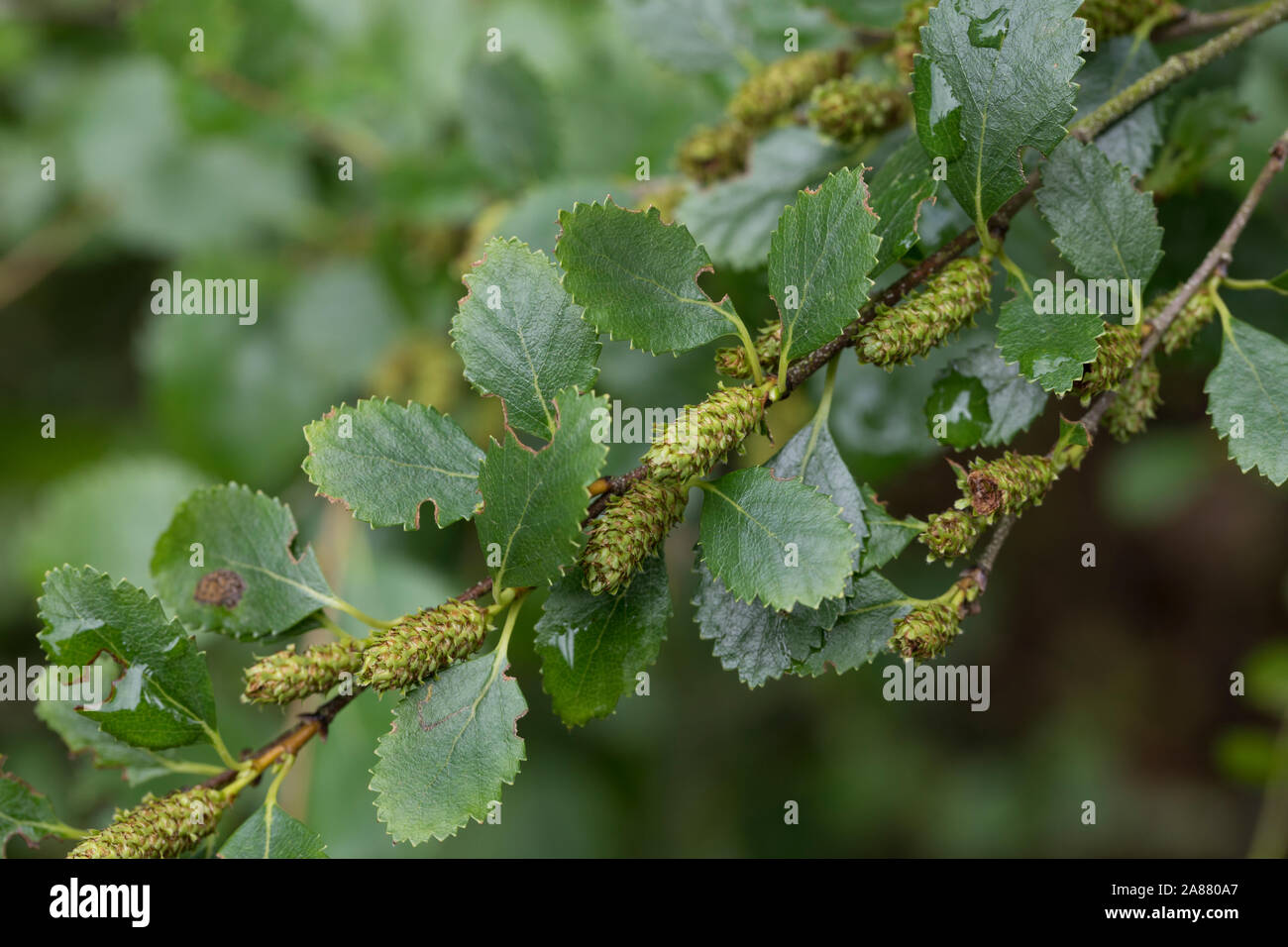 Strauch-Birke, Strauchbirke, Niedrige Birke, Betula humilis arbustivo birch Foto Stock