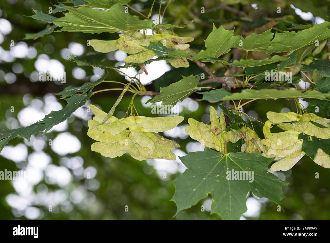 Spitz-Ahorn, Spitzahorn, Spitzblättriger Ahorn, Ahorn, Acer platanoides, Norvegia Acero L'Érable piano, Érable de Norvège, Iseron, piano, Main-découpée Foto Stock