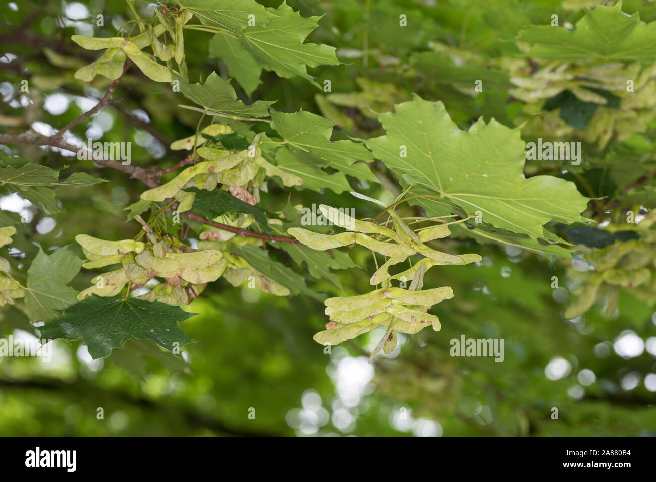 Spitz-Ahorn, Spitzahorn, Spitzblättriger Ahorn, Ahorn, Acer platanoides, Norvegia Acero L'Érable piano, Érable de Norvège, Iseron, piano, Main-découpée Foto Stock