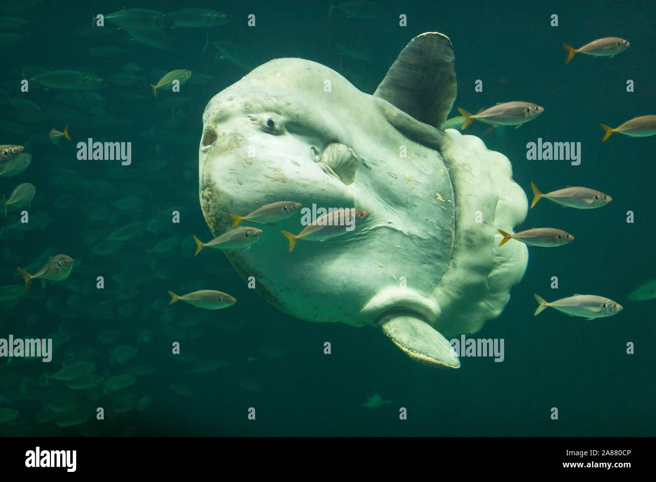 Mondfisch, Mond-Fisch, Klumpfisch, Mola mola, sunfish, ocean sunfish, Klumpfisk, comune di mola, La môle, la poisson-lune Foto Stock