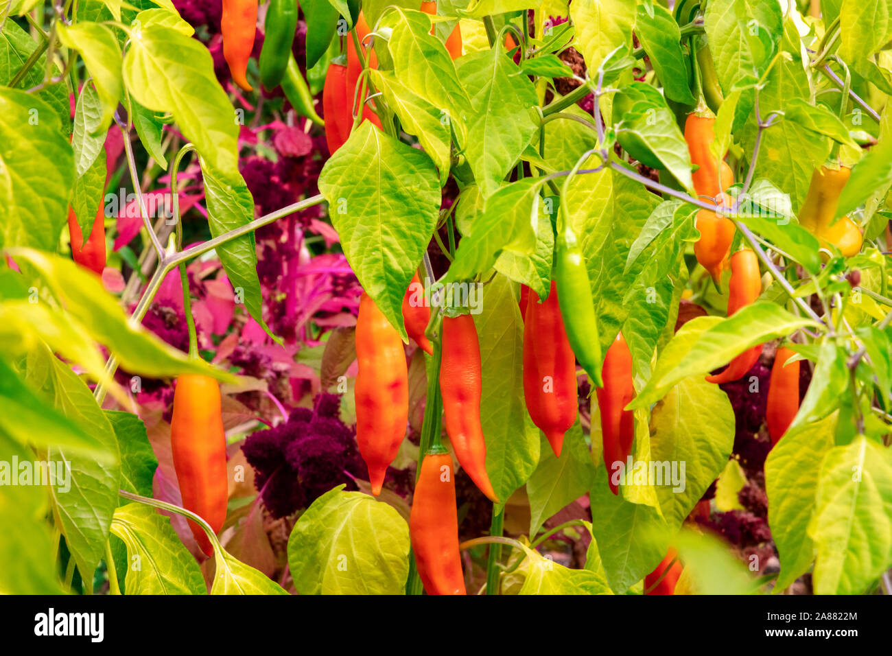 Arance mature peperoni a destra prima del raccolto autunnale presso un' azienda agricola biologica Foto Stock