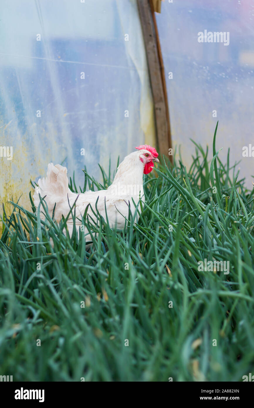 Bresse Gauloise pollo, Rooster, Bresse Hühner, Bresse Henne, Hahn, Janja Bosnien Foto Stock