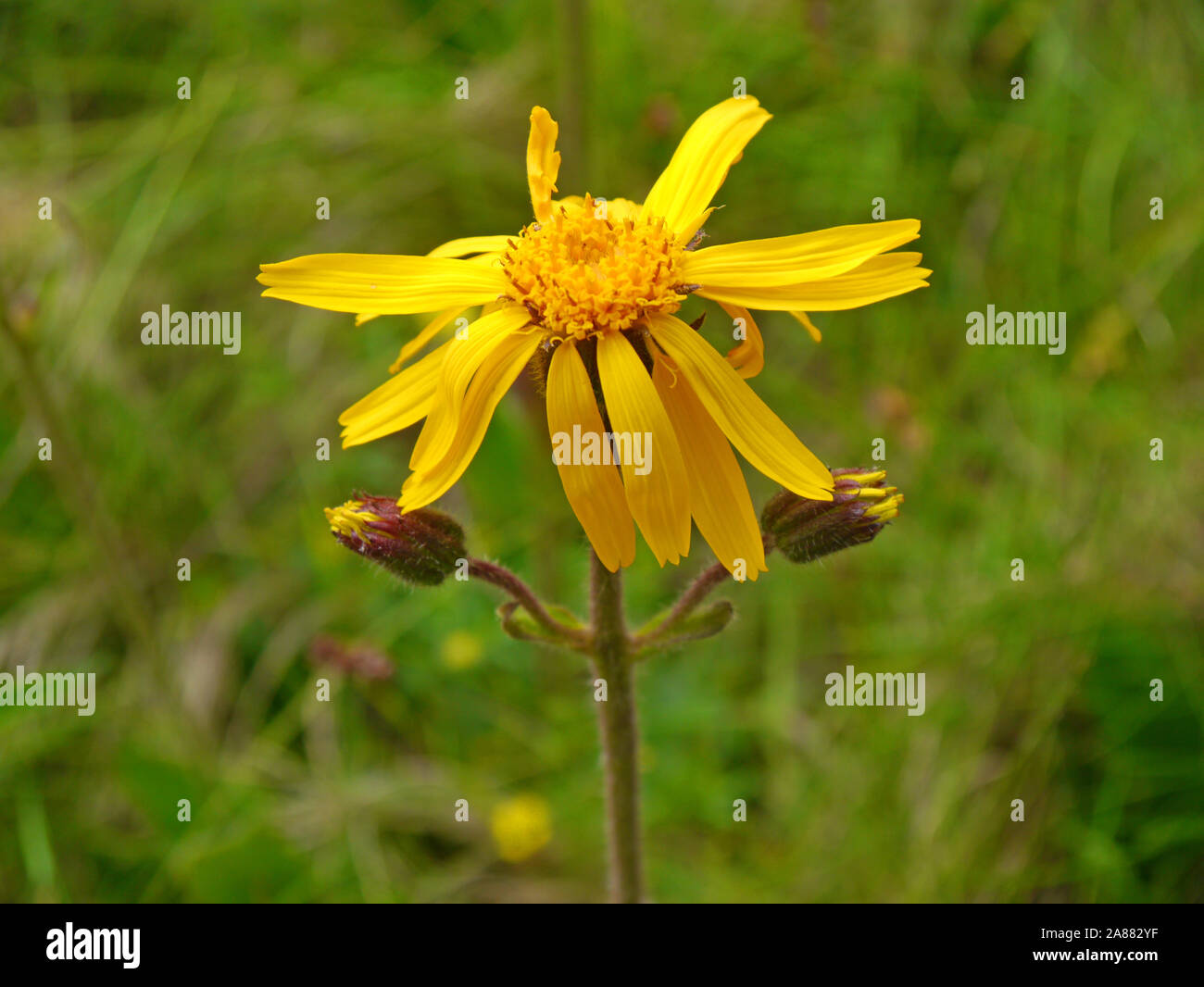Leopard's Bane, Arnica montana Foto Stock