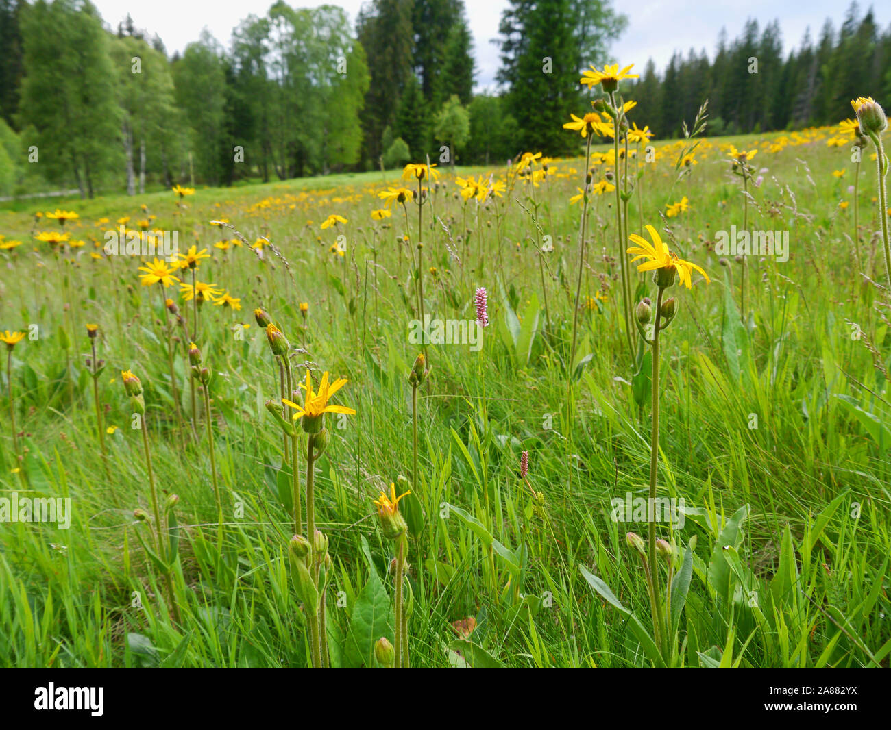 Leopard's Bane, Arnica montana Foto Stock