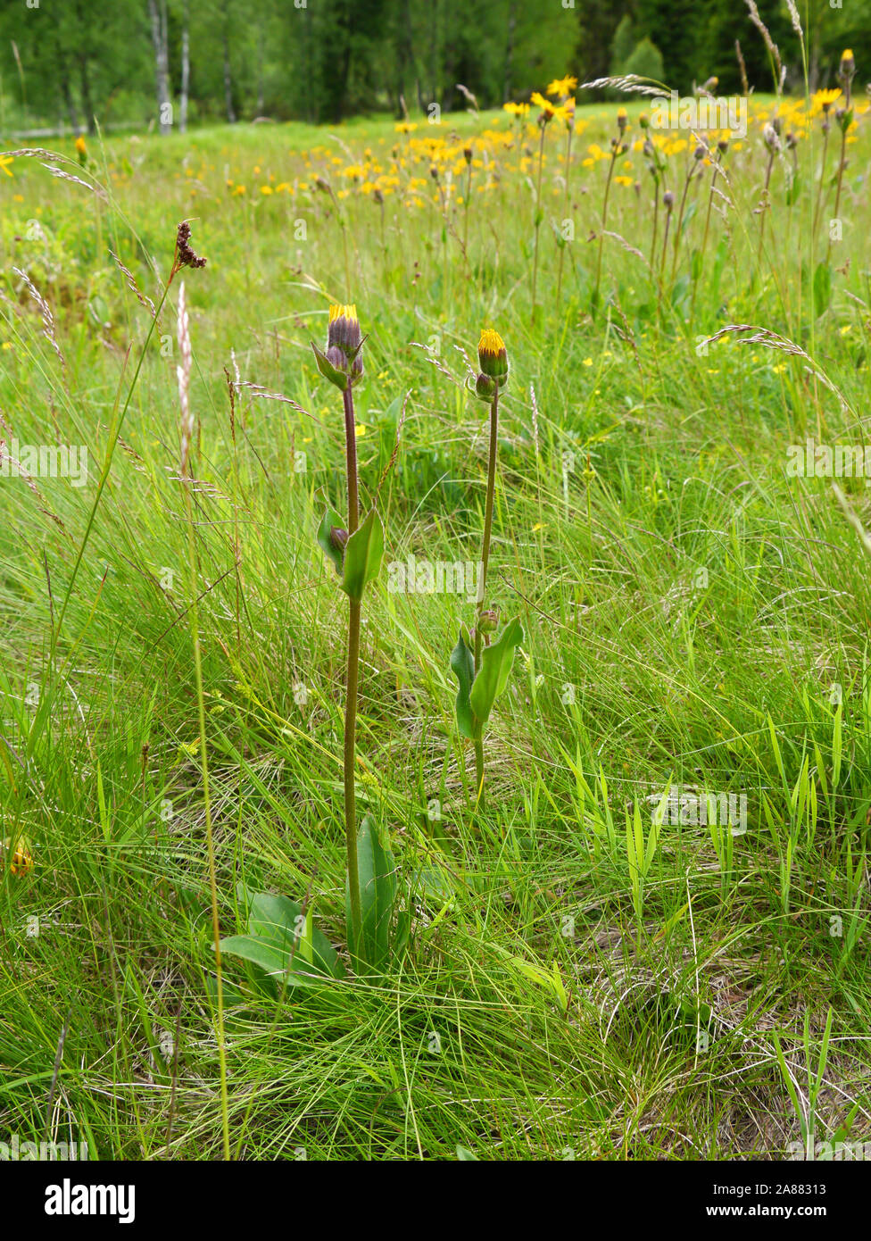 Leopard's Bane, Arnica montana Foto Stock