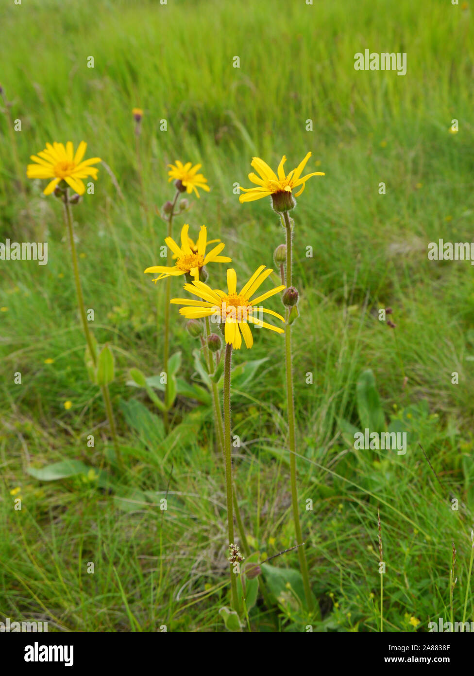 Leopard's Bane, Arnica montana Foto Stock