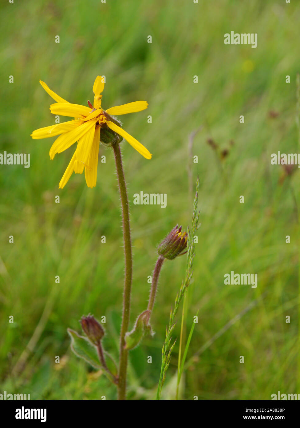 Leopard's Bane, Arnica montana Foto Stock