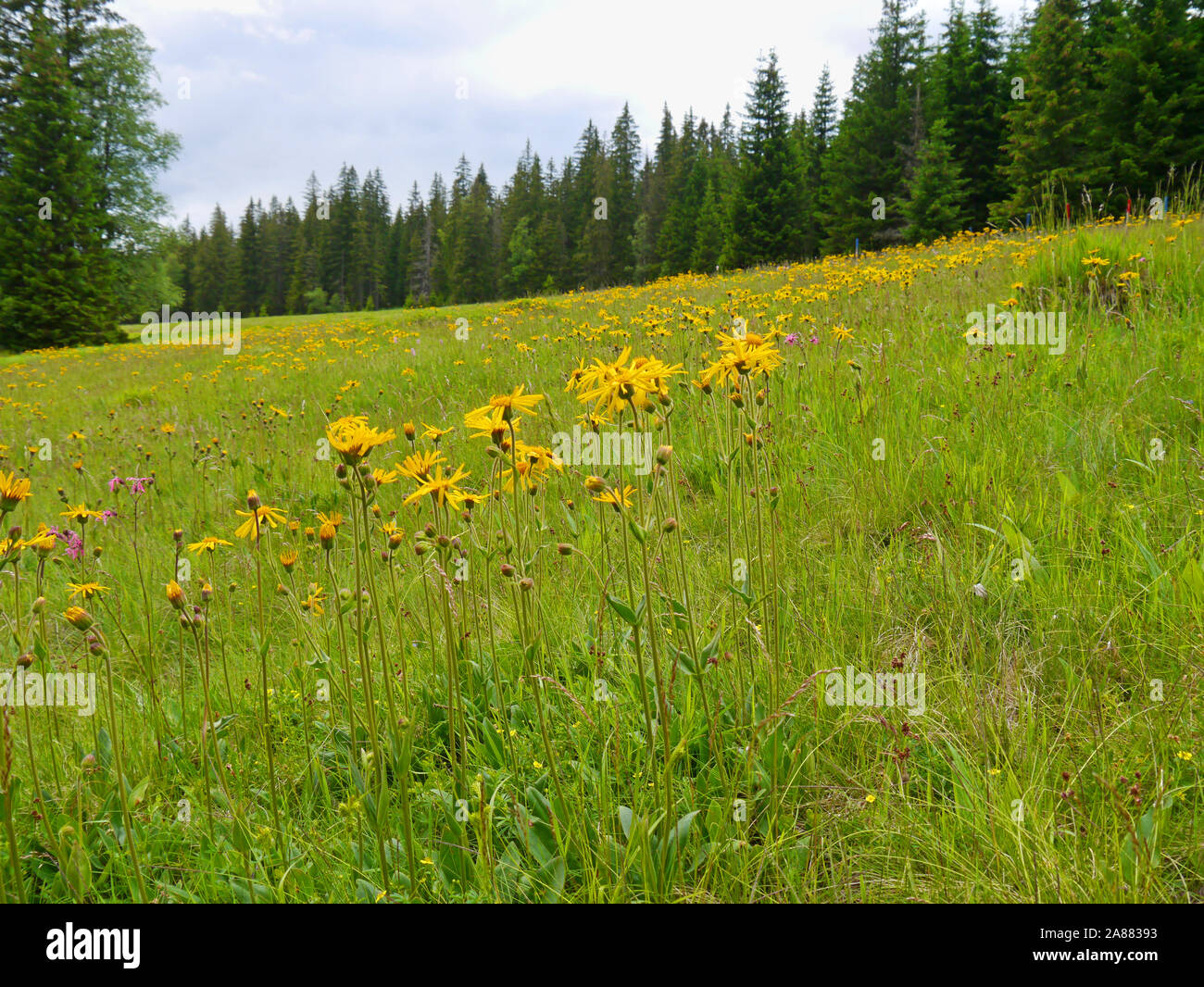 Leopard's Bane, Arnica montana Foto Stock