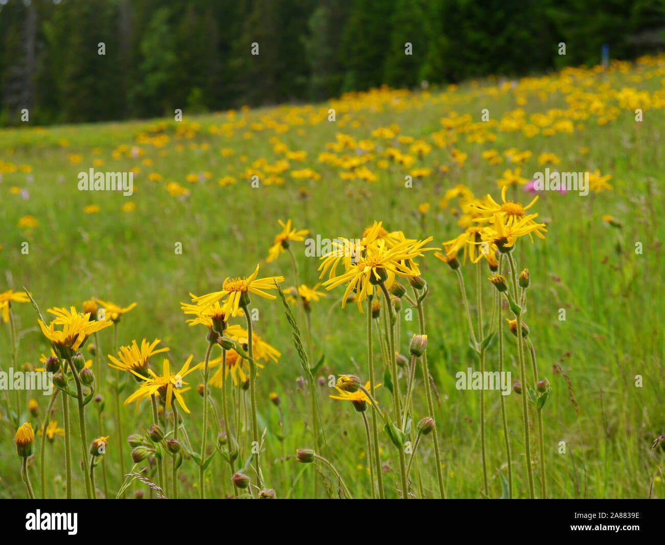 Leopard's Bane, Arnica montana Foto Stock