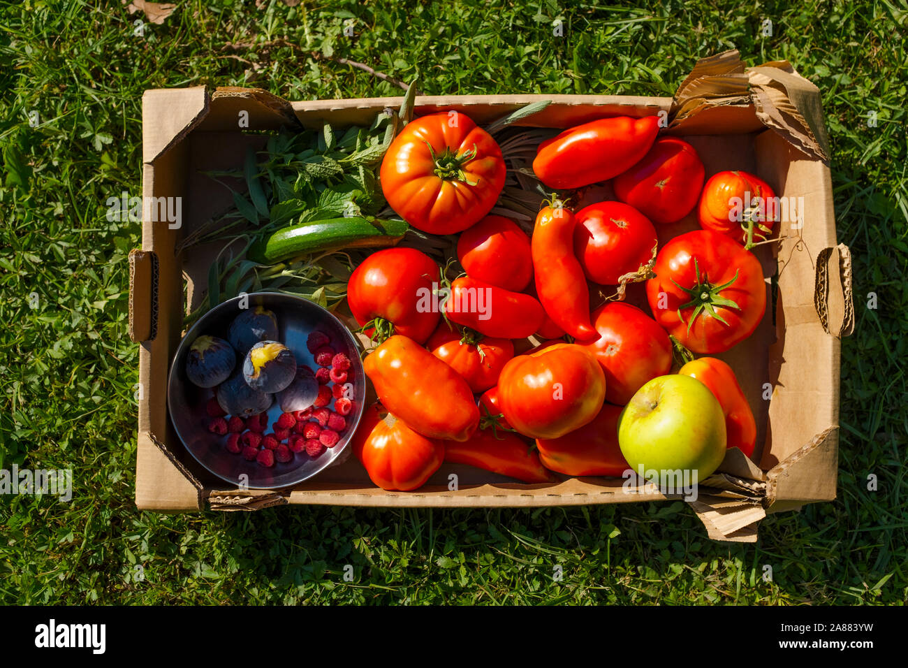 Scatola di frutta e verdura dal giardino di casa, Pirenei orientali, Francia Foto Stock