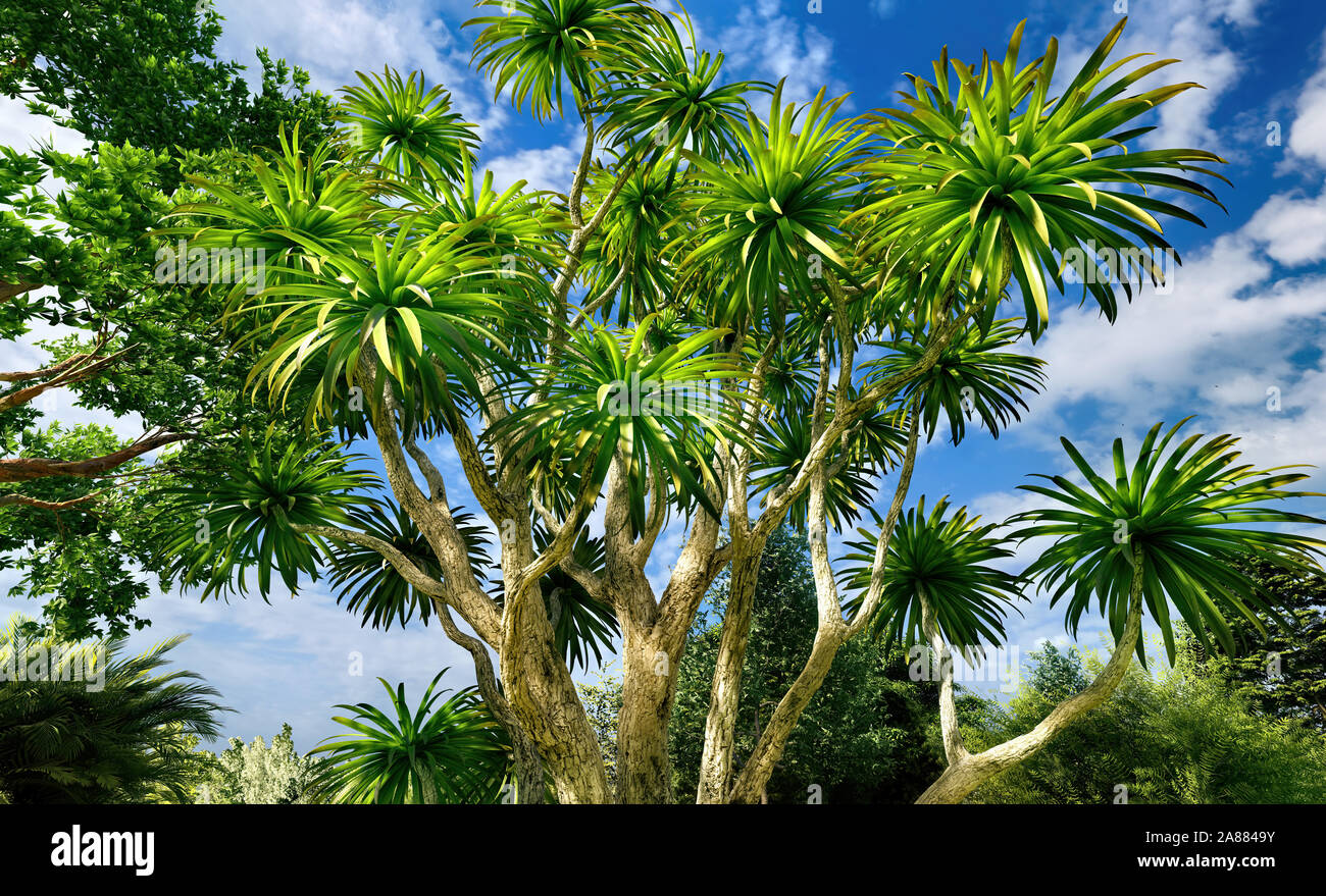 Cavolo Palm tree (Sabal palmetto) cielino Foto Stock