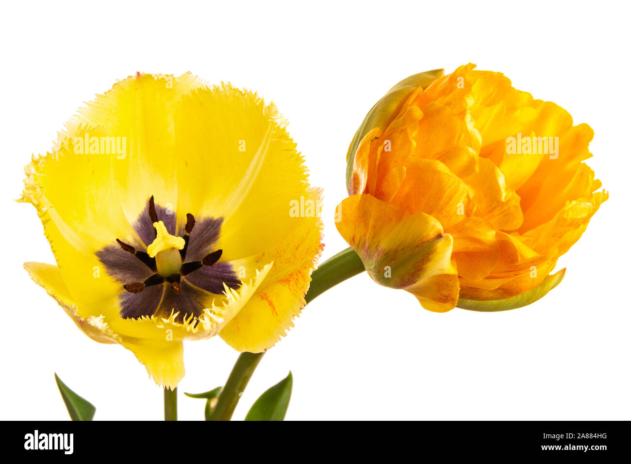Due tulipani gialli isolato su uno sfondo bianco. Parrot fiore e fiore con frangia Foto Stock