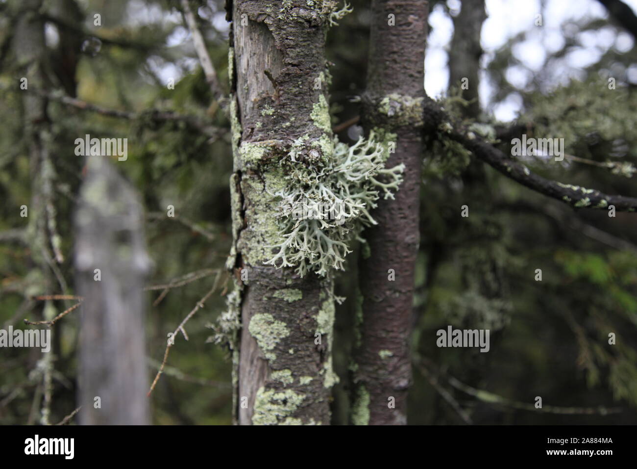 Lichene grigio sulla struttura ad albero Foto Stock