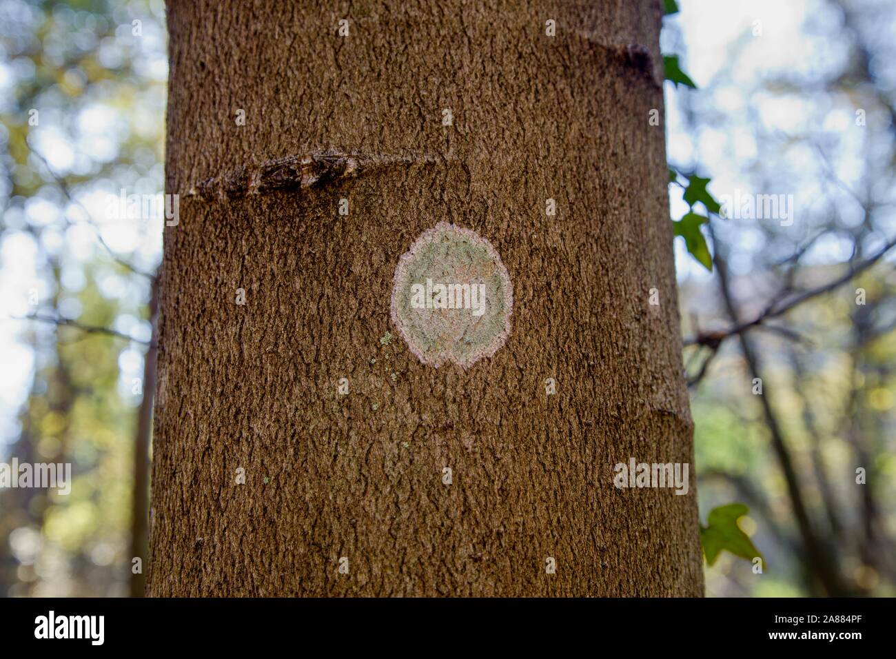 Lichene grigio sulla struttura ad albero Foto Stock