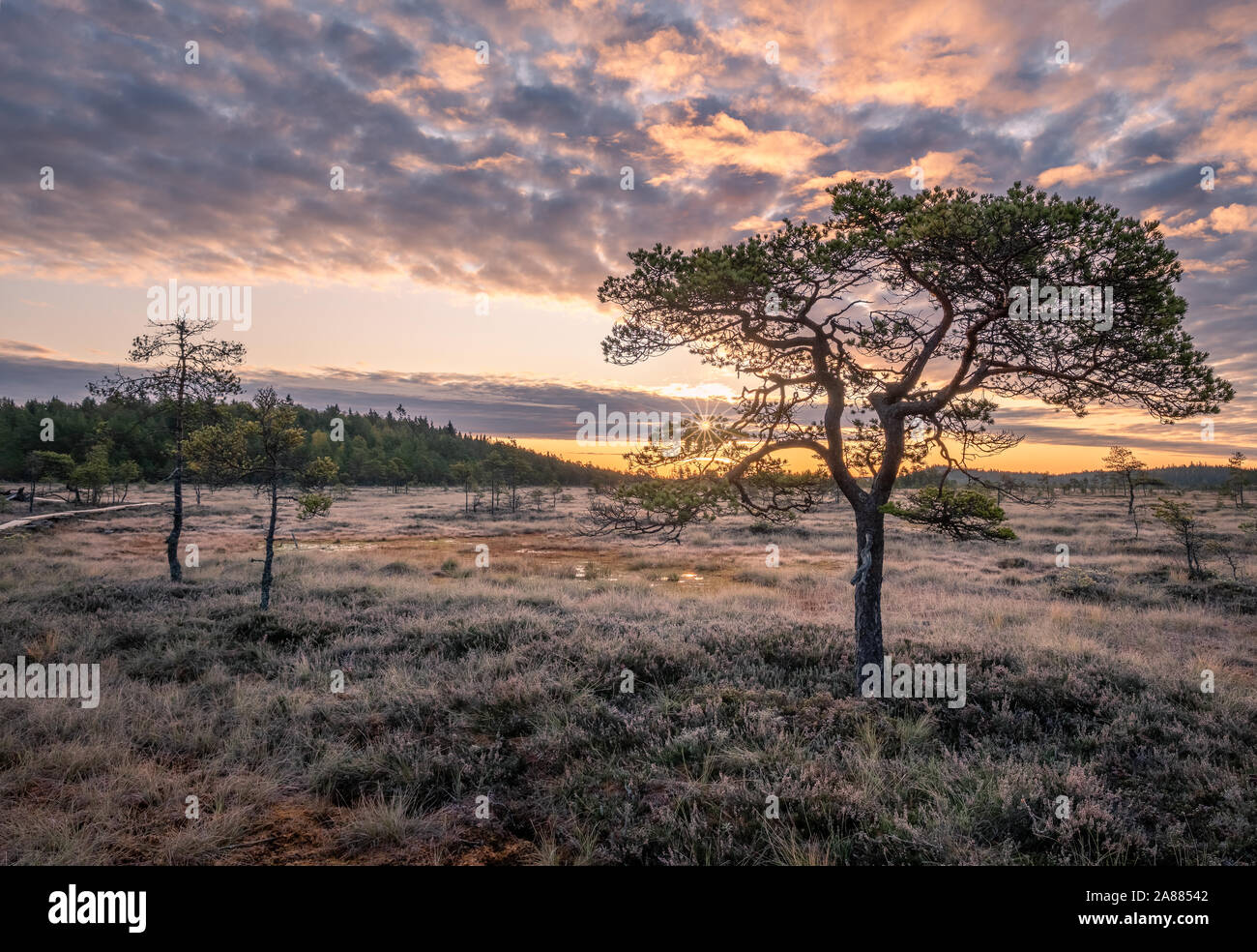 Bellissimo paesaggio di mattina e un po' di pino in zone umide del parco nazionale, Finlandia Foto Stock