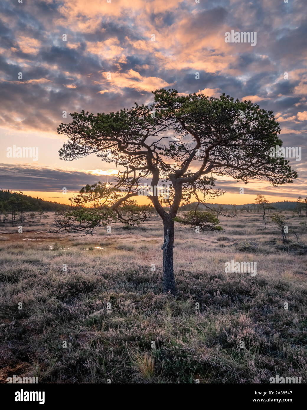 Bellissimo paesaggio di mattina e un po' di pino in zone umide del parco nazionale, Finlandia Foto Stock