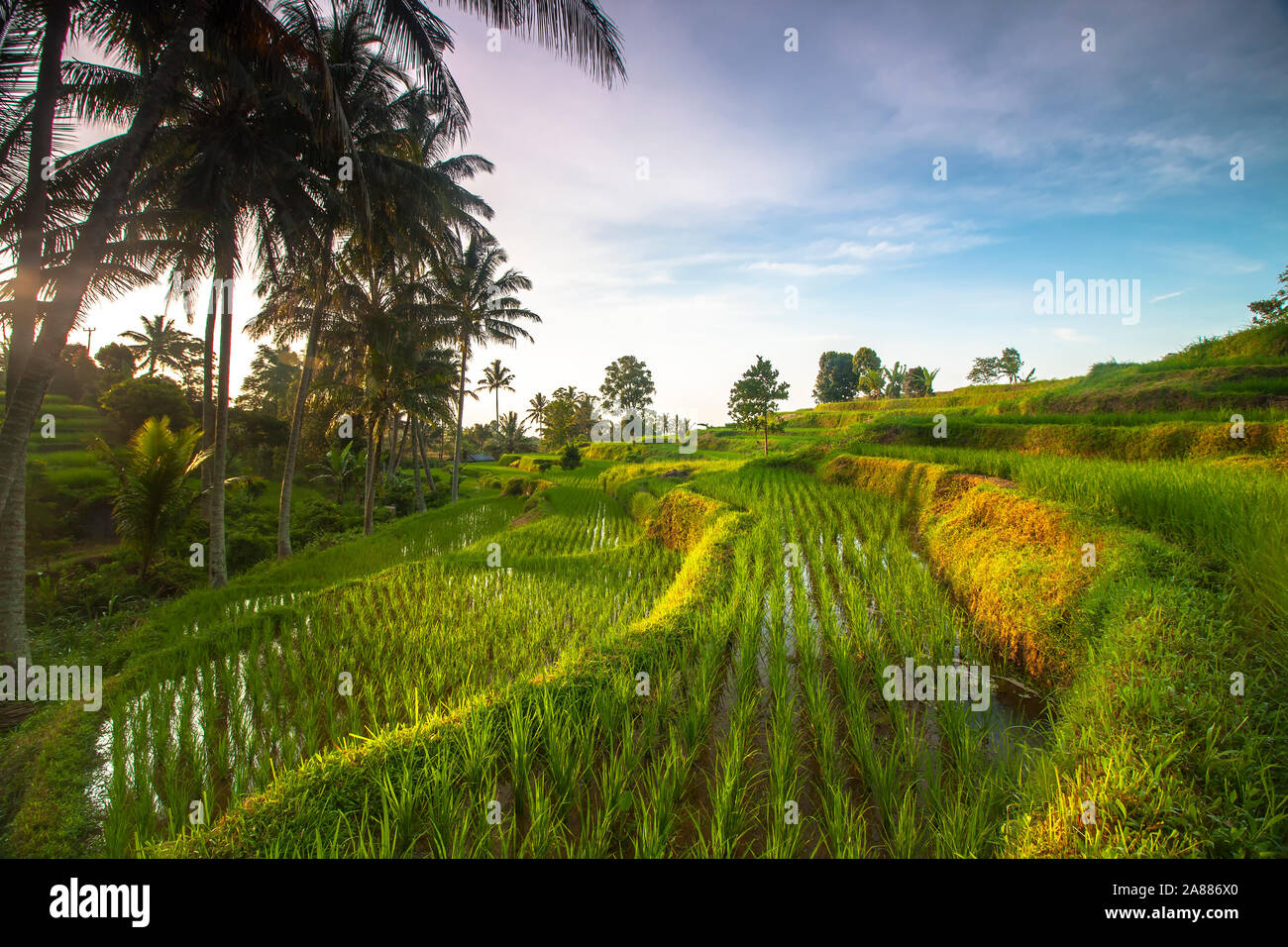 La bellezza naturale di Sumatra e la splendida distesa di campi di riso Foto Stock