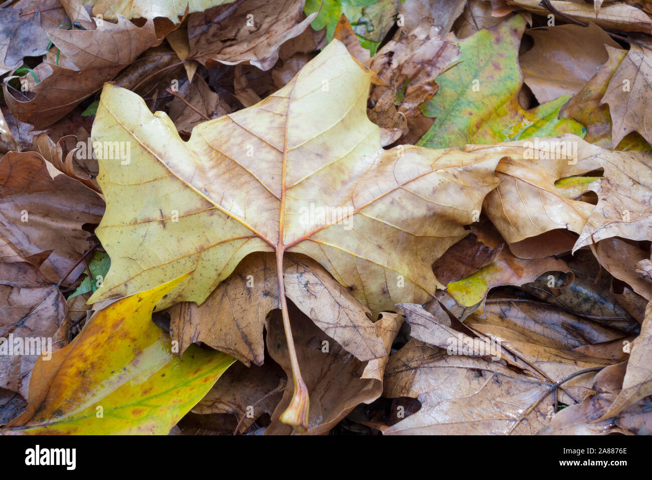 Autunno Sycamore (Aceraceae) foglie cadono Foto Stock