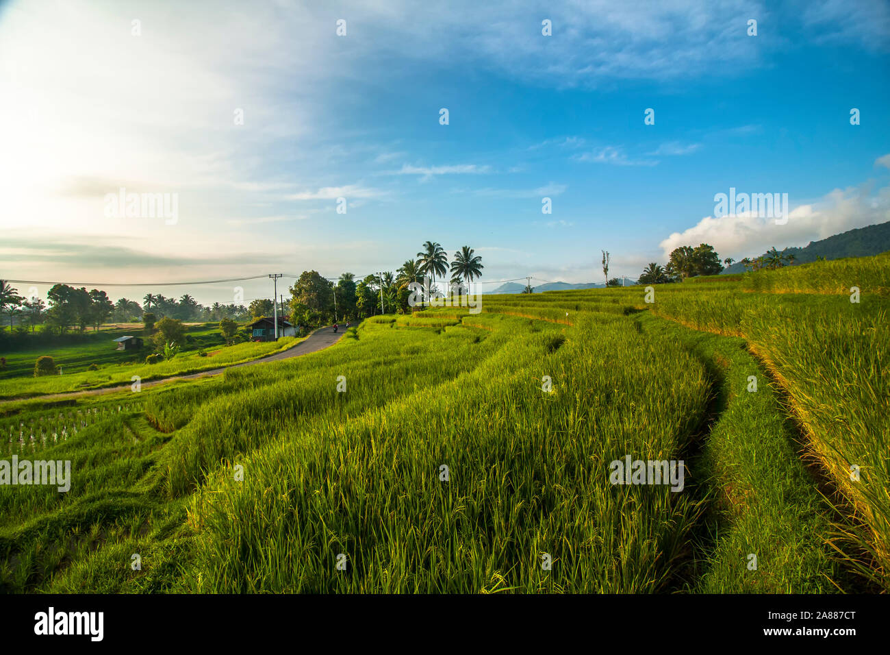 La bellezza naturale di Sumatra e la splendida distesa di campi di riso Foto Stock
