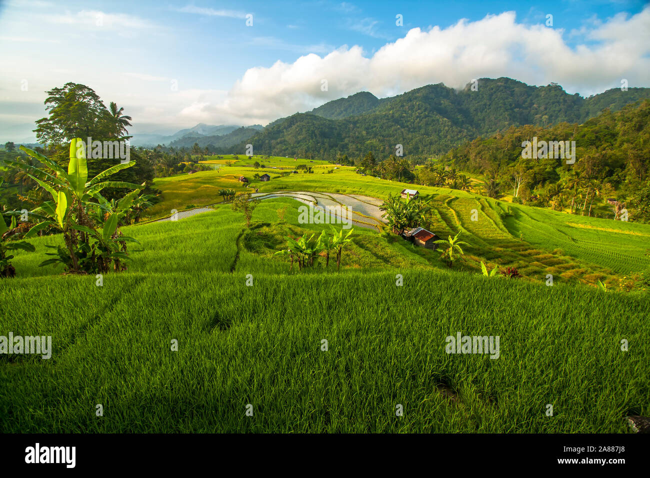 La bellezza naturale di Sumatra e la splendida distesa di campi di riso Foto Stock