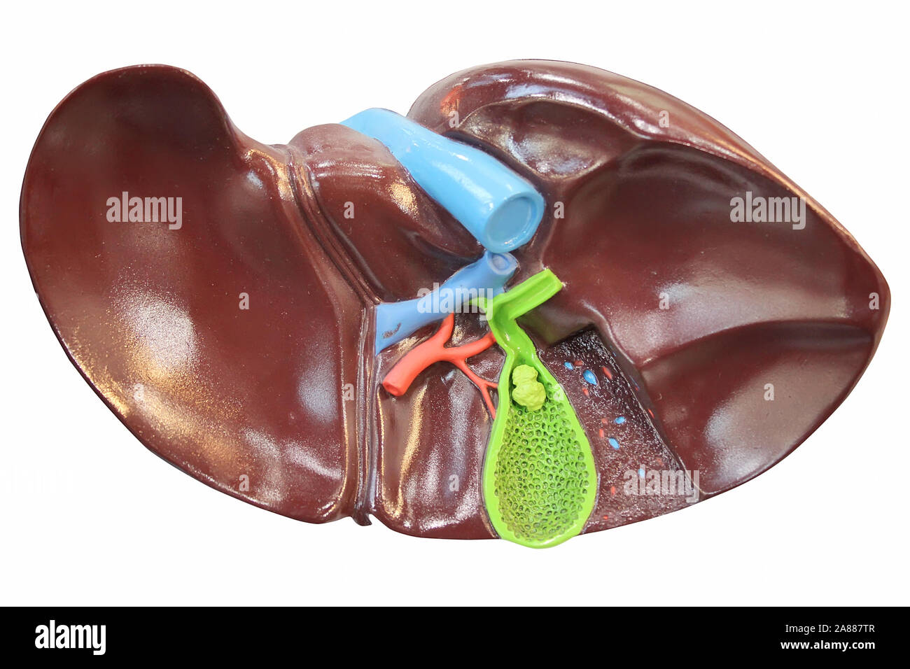 Modello di fegato su sfondo bianco Foto Stock