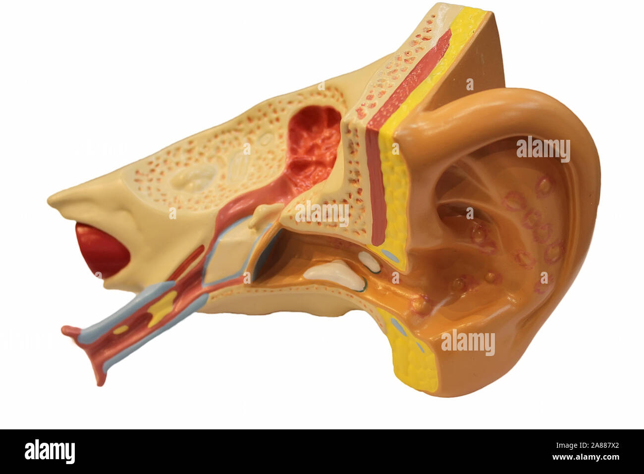 Orecchio umano modello anatomico Foto Stock