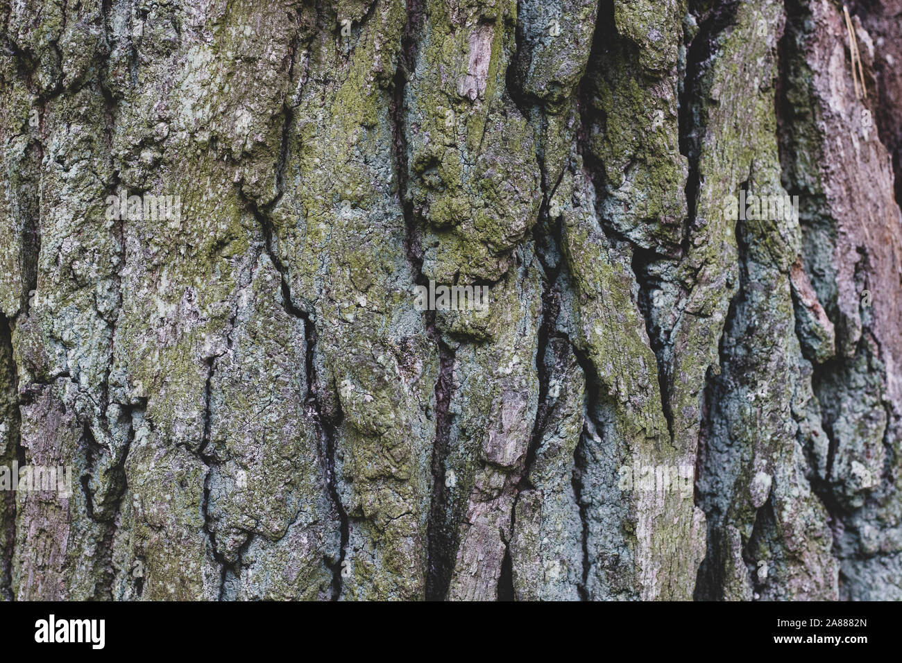 Close-up di un verde corteccia quercia. Corteccia di albero con effetto di tessitura opaca dello sfondo. Foto Stock