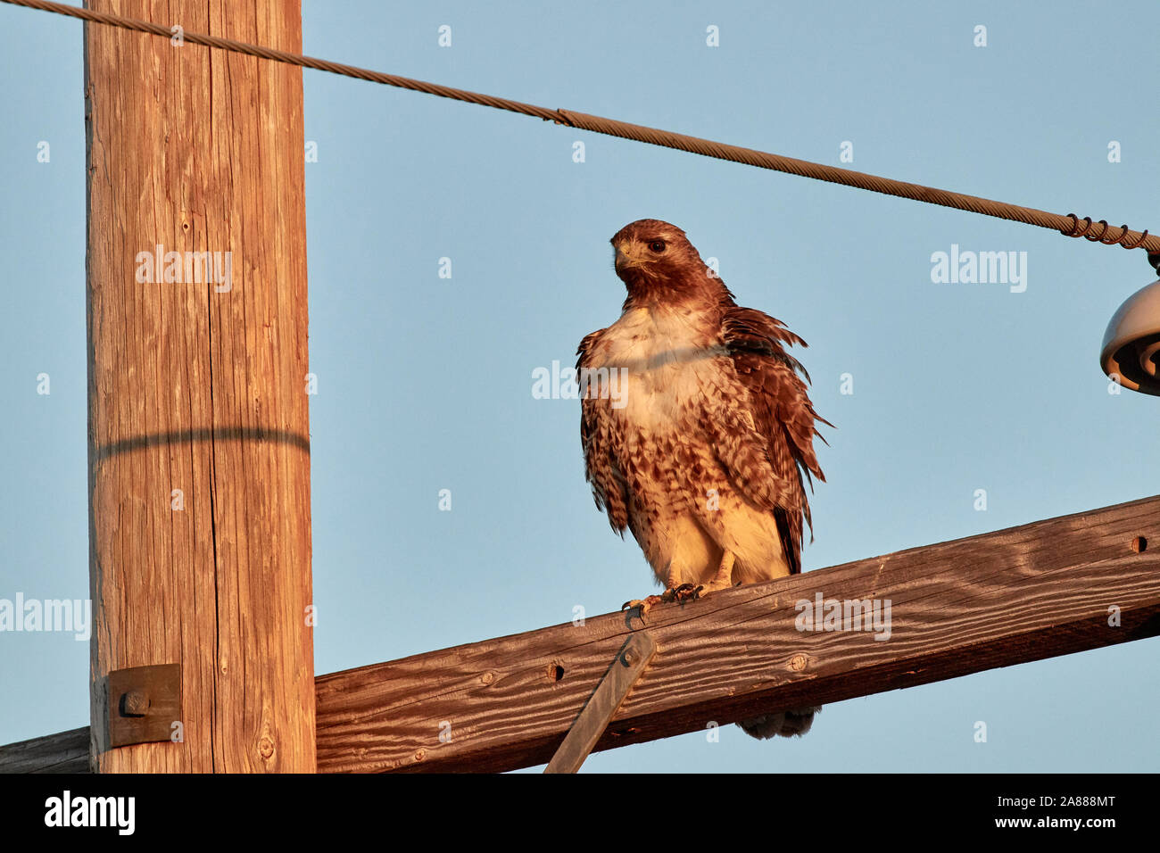 Red tailed hawk in Utah, Stati Uniti d'America Foto Stock