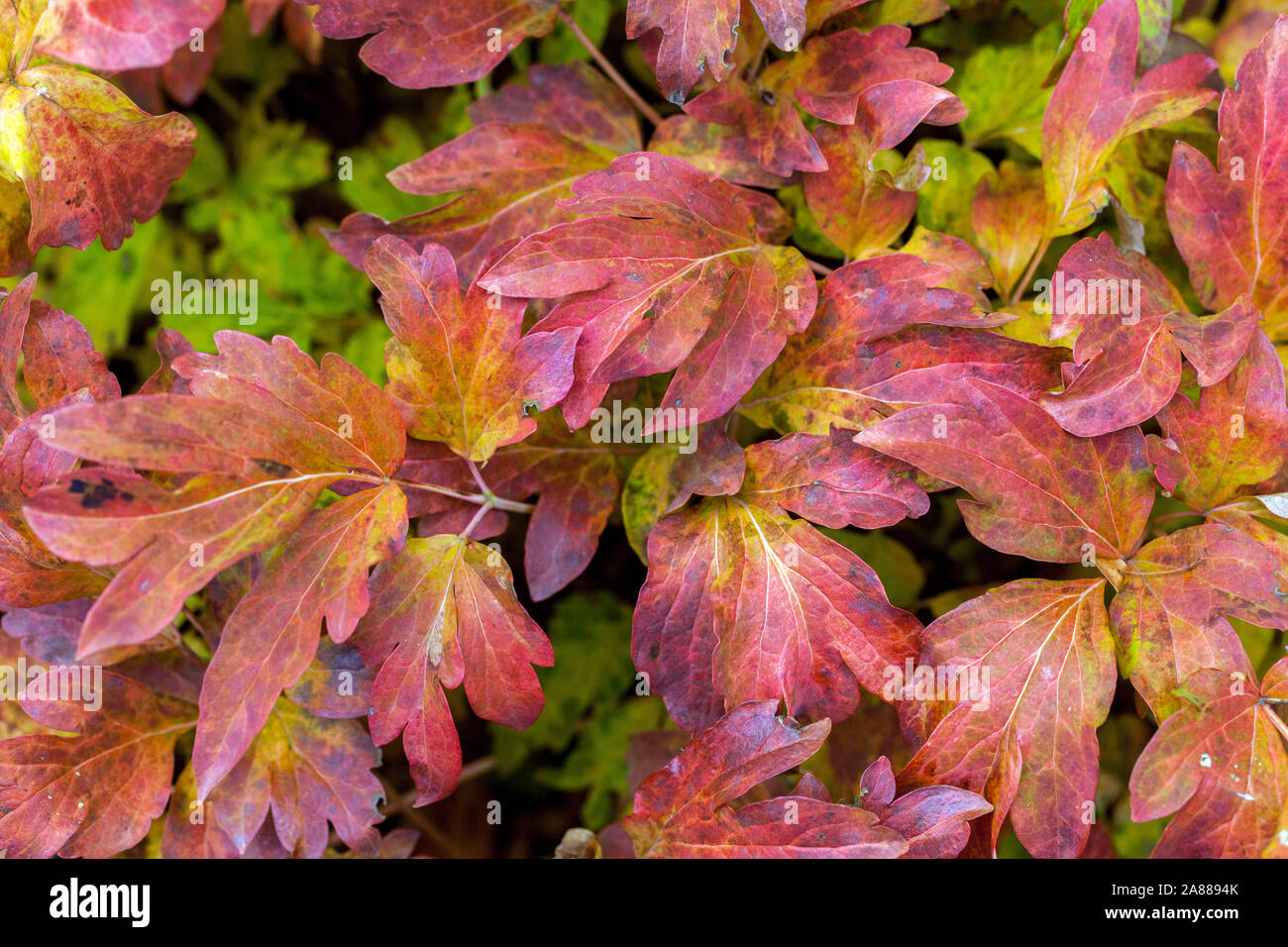 In autunno le peonie, rosso fogliame struttura giapponese Peonia Paeonia suffruticosa 'Xiao Tao Hong' Foto Stock