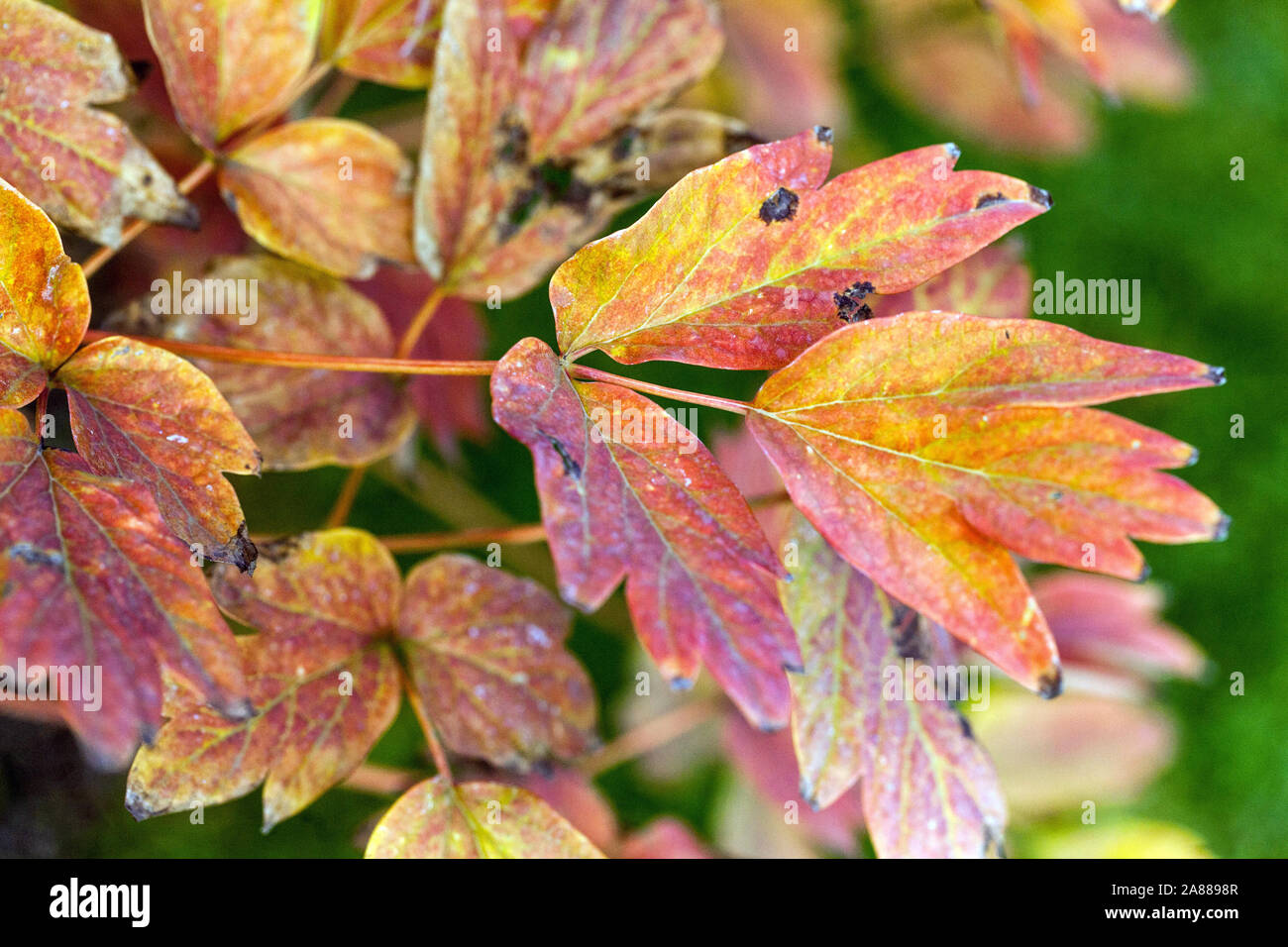 In autunno le peonie, rosso fogliame struttura giapponese Peonia Paeonia suffruticosa "Jin Pao Hong' Foto Stock
